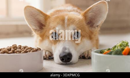 Gros plan, à hauteur des yeux, d'un Corgi gallois de Pembroke couché, la tête reposant sur ses pattes. Devant le chien se trouvent deux bols : un rempli de Banque D'Images
