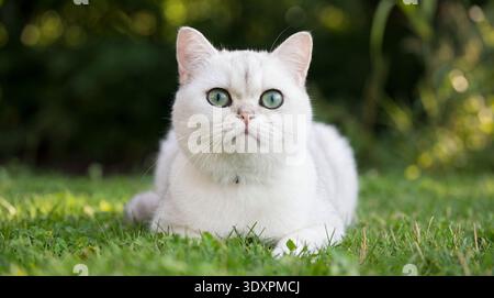 Cette photographie sereine met en valeur un beau chat British Shorthair argenté allongé paisiblement sur une herbe verte douce. La fourrure peluche et argentée du chat est h. Banque D'Images