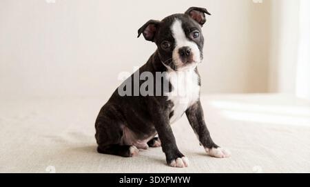 Un chiot très mignon Boston Terrier est capturé assis debout sur un fond propre et neutre. Le chiot a des marques noires et blanches distinctives, Banque D'Images