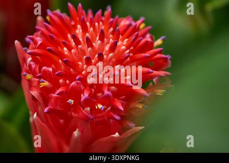 Inflorescence broméliade rouge vif avec étamines à pointe violette et anthères jaunes photographiées en détail sur un fond bokeh vert doux Banque D'Images