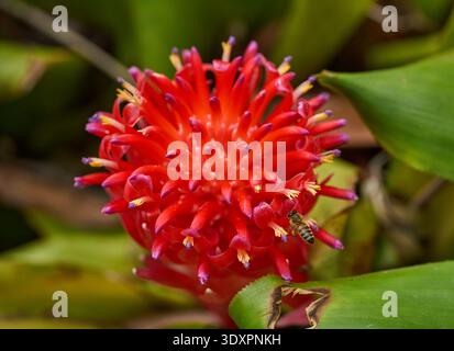 Inflorescence broméliade rouge vif avec étamines à pointe violette et anthères jaunes visitées par une abeille en cours de pollinisation Banque D'Images