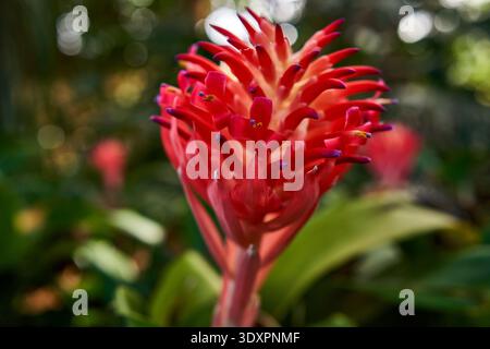 Inflorescence broméliade rouge vif avec étamines à pointe violette et anthères jaunes photographiées en détail sur un fond bokeh vert doux Banque D'Images