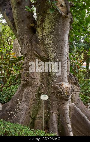 Massif tronc fusionné de Ficus nymphaeifolia avec écorce texturée recouverte de lichen et racines de contrefort montrées en détail dans un jardin botanique Banque D'Images