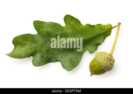 Feuille de chêne vert avec un seul gland, isolé sur un fond blanc, vue de dessus Banque D'Images