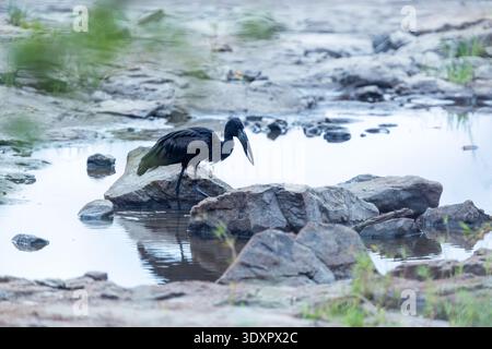 Bec ouvert africain se déplaçant dans les eaux peu profondes de la rivière Zambèze près des chutes Victoria, Zimbabwe Banque D'Images