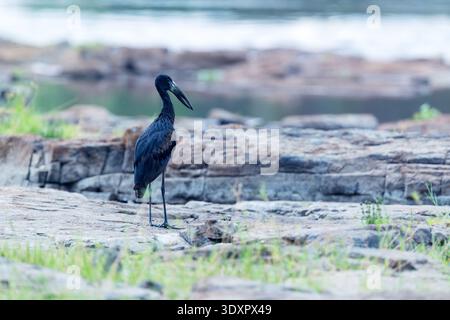 African Openbill debout sur un sol rocheux sur la rive du fleuve Zambèze près de Victoria Falls, Zimbabwe Banque D'Images