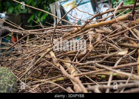 Gros plan d'un gros tas de branches d'arbres coupées et de brindilles sèches Banque D'Images
