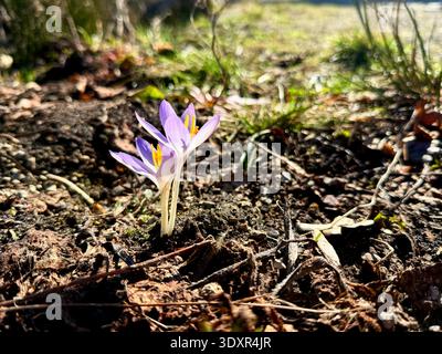 Gros plan avec un crocus géant printanier Crocus heuffelianus ou Crocus vernus. fleur violette fleurissant dans la forêt Banque D'Images