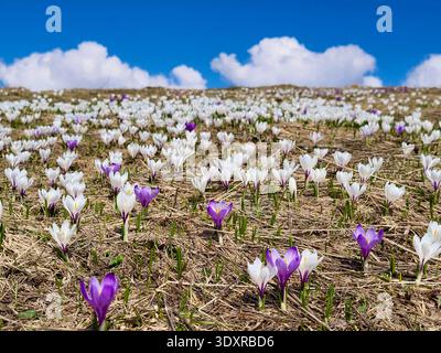 Belle prairie alpine suisse remplie d'une mer de fleurs de crocus violettes et blanches fleurissant au printemps, Rämisgummen, Emmental, Suisse Banque D'Images