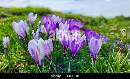 Gros plan d'un beau groupe de crocus violets et blancs fleurissant sur une prairie alpine suisse au printemps. Banque D'Images