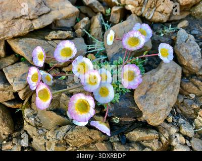 Gros plan d'un groupe de papillons alpins en fleurs poussant dans les hautes Alpes suisses. Les fleurs jaunes vives sont éclairées par la lumière chaude du soleil matinal. Banque D'Images
