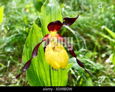 Belle orchidée pantoufle de dame fleurissant dans les Alpes suisses au printemps. La fleur distinctive en forme de pantoufle brille en plein soleil. Banque D'Images