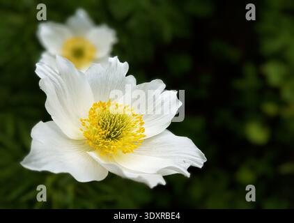 De belles anémones alpines blanches fleurissent dans les Alpes suisses. Les délicats pétales blancs et les centres jaunes se distinguent sur un fond vert foncé. Banque D'Images