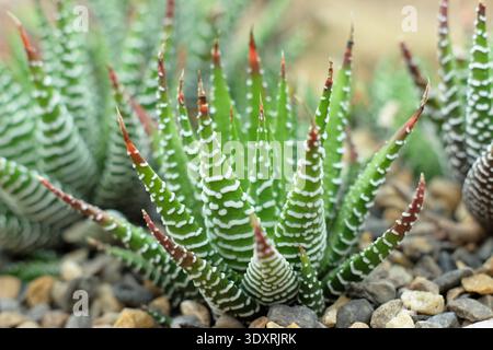 Haworthia, une plante d'intérieur succulente communément appelée Zebra haworthia. Haworthia fasciata. Banque D'Images