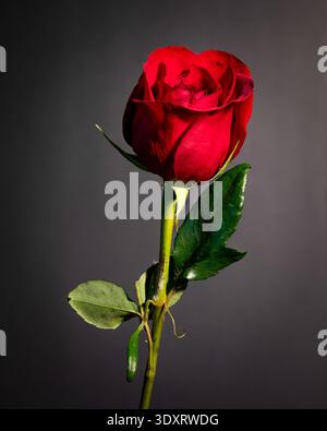 Rose rouge unique sur fond noir. Banque D'Images