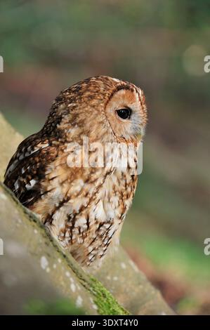 Tawny Owl (Strix aluco) gros plan de fauconniers adultes captifs Midlothian, Écosse, mars Banque D'Images