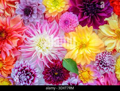 Vue aérienne de tous les différents types et couleurs de dahlias. Banque D'Images