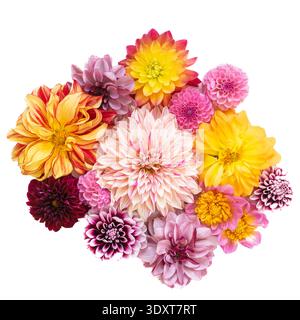 Vue de dessus d'une collection de fleurs de dahlia isolées sur un fond blanc.d Banque D'Images