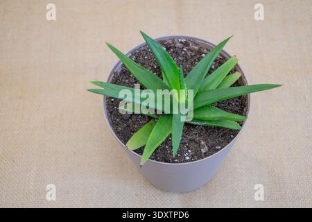 Usine d'Aloe Vera dans le pot - vue de dessus du sucre vert sur fond neutre Banque D'Images