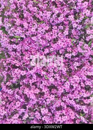Tapis de fleurs roses de petites fleurs de jardin florissantes, surface florale naturelle dense, fleurs roses couvrant le sol. Fond naturel, flux rose Banque D'Images