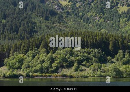 Un lac calme bordé par une colline densément boisée avec un mélange de conifères et d'arbres à feuilles caduques, photographié par une claire journée d'été. Banque D'Images