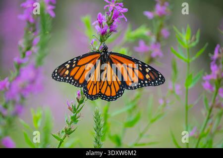 Papillon monarque (Danaus plexippus) avec ailes écartées se nourrit de fleurs sauvages violettes dans les prairies d'été. Banque D'Images