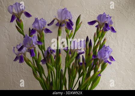 Tiges d'iris violettes dans un vase en verre transparent. Fleurs de printemps fraîches avec des bourgeons. Affichage floral minimaliste sur fond beige Banque D'Images