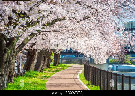 Fleurs de cerisier fleurissant à Kyoto, au Japon, le long de la rivière Kamo. Banque D'Images