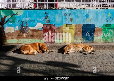 Deux chiens errants dorment dans une rue pavée de pierre à Leh devant une murale colorée promouvant le recyclage et la réduction des déchets. Banque D'Images