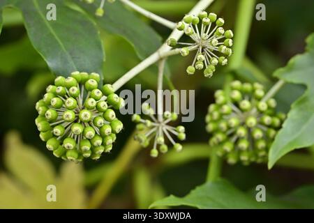 Plante Fatsia japonica avec boutons floraux immatures en gros plan, Madrid Espagne. Banque D'Images