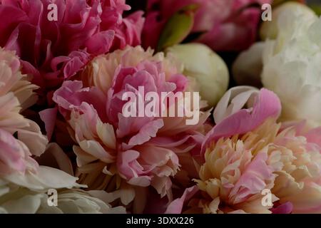 Fleurs tendres de pivoine en bouquet, gros plan. Conception de carte ou d'affiche Banque D'Images