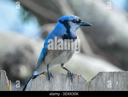 Un Blue Jay perché sur une clôture Banque D'Images