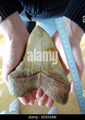 Dent fossilisée d'un requin mégalodon de Carcharodon, du désert d'Atacama au Chili, datant du Miocène. Dimensions : 18 cm de diagonale et 13 cm de base.2007 Banque D'Images