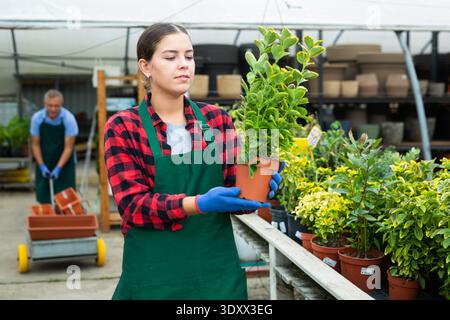 Heureuse jeune femme, botaniste vérifiant les feuilles tout en tenant pot avec Euonymus Aurea en serre Banque D'Images