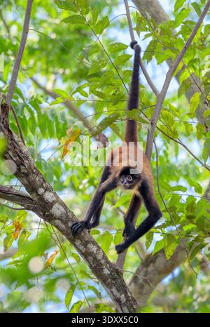Le singe araignée de Geoffroy à mains noires (Ateles geoffroyi) accroché à sa queue dans la canopée de la forêt tropicale, parc national du Corcovado, péninsule d'Osa, Costa Rica Banque D'Images