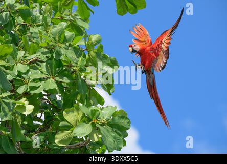 Aras écarlate (Ara macao) approchant de l'amandier, parc national du Corcovado, péninsule d'Osa, Costa Rica. Banque D'Images