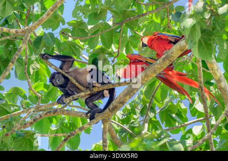 Aras écarlate (Ara macao) attaquant un singe hurleur manteau (Alouatta palliata) dans la canopée d'amandiers, parc national de Corcovado, péninsule d'Osa, Costa Rica Banque D'Images