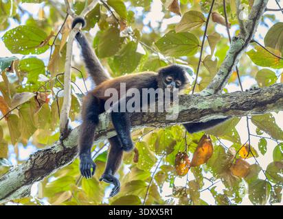 Singe araignée de Geoffroy (Ateles geoffroyi) dormant dans un arbre dans la canopée de la forêt tropicale ancrée par la queue, parc national de Corcovado, péninsule d'Osa, Costa Rica. Banque D'Images