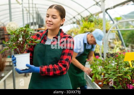 Portrait d'une femme fleuriste en jardinage avec Guinée Impatiens en serre Banque D'Images