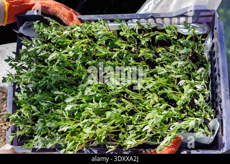 Vue de dessus de plants de tomates sains densément emballés dans une caisse, préparés pour la plantation de printemps et la culture en serre. Banque D'Images