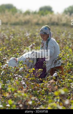 Cueilleurs de coton femelles récoltant le coton blanc à la main dans les champs agricoles près de Boukhara, Ouzbékistan Banque D'Images