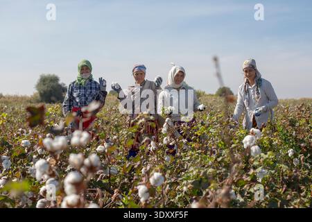 Quatre travailleuses du coton posant avec du coton récolté dans un champ agricole près de Boukhara, Ouzbékistan. port de foulards traditionnels Banque D'Images