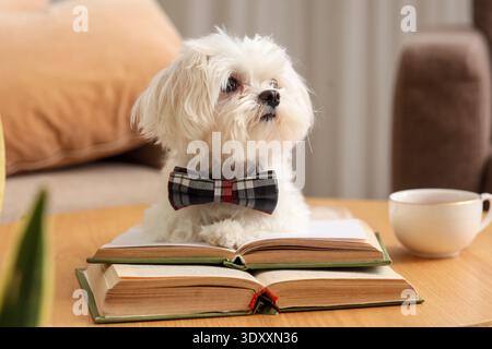 Chien maltais drôle en noeud papillon avec des livres et une tasse de thé sur la table à la maison Banque D'Images