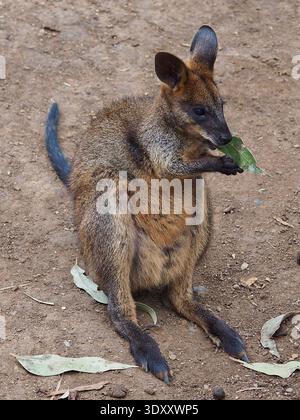 Délicieux marais gracieux Wallaby dans une beauté remarquable. Banque D'Images