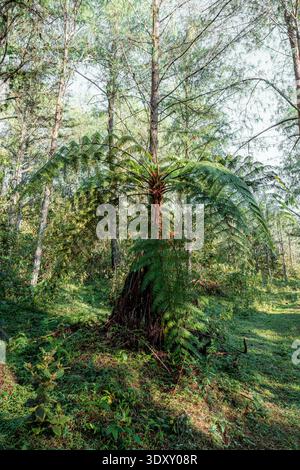Fougère de couronne verte luxuriante prospérant dans une forêt ensoleillée, entourée de grands arbres et de sous-bois denses, créant une scène naturelle de végéta tropicale vibrante Banque D'Images