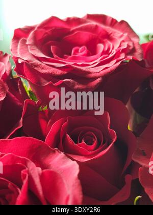 Plan macro d'une élégante rose rouge Banque D'Images