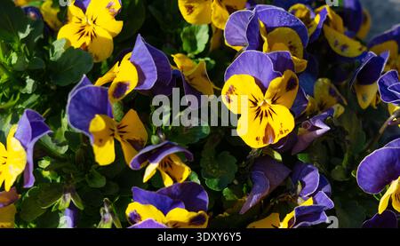Gros plan de fleurs de pensées jaunes et violettes vibrantes dans un jardin printanier Banque D'Images