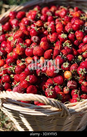 Vue rapprochée de fraises fraîches mûres dans un panier en osier. Isolé sur fond blanc, vue de dessus. Banque D'Images