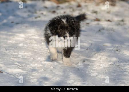 Chiot collie de frontière dans la nature enneigée Banque D'Images