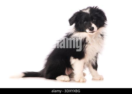Border Collie puppy sitting isolé sur fond blanc Banque D'Images